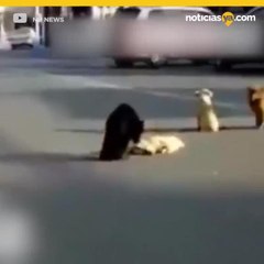 Perros cuidan a compañero atropellado