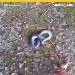 Serpiente de dos cabezas