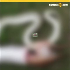 Pit%c3%b3n birmana devora un venado en un bosque estatal de Florida