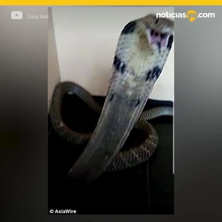 Cobra mata a su dueño