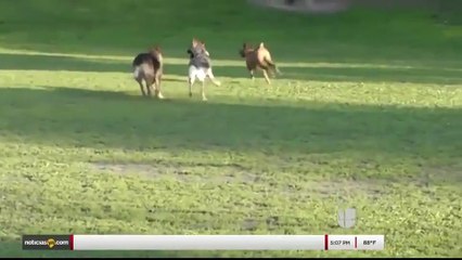 Noticias Laredo 5pm 101917 - Clip - perros