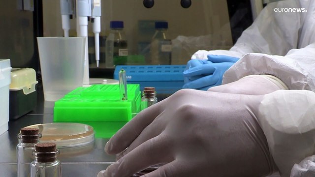 Investigadores portugueses desenvolvem vacina comestível contra covid-19