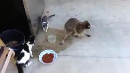 Quieres saber quién se roba tu comida