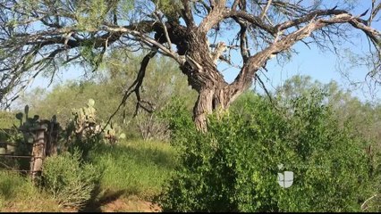 Noticias Laredo 10pm 021318 - Clip Encinal Demanda