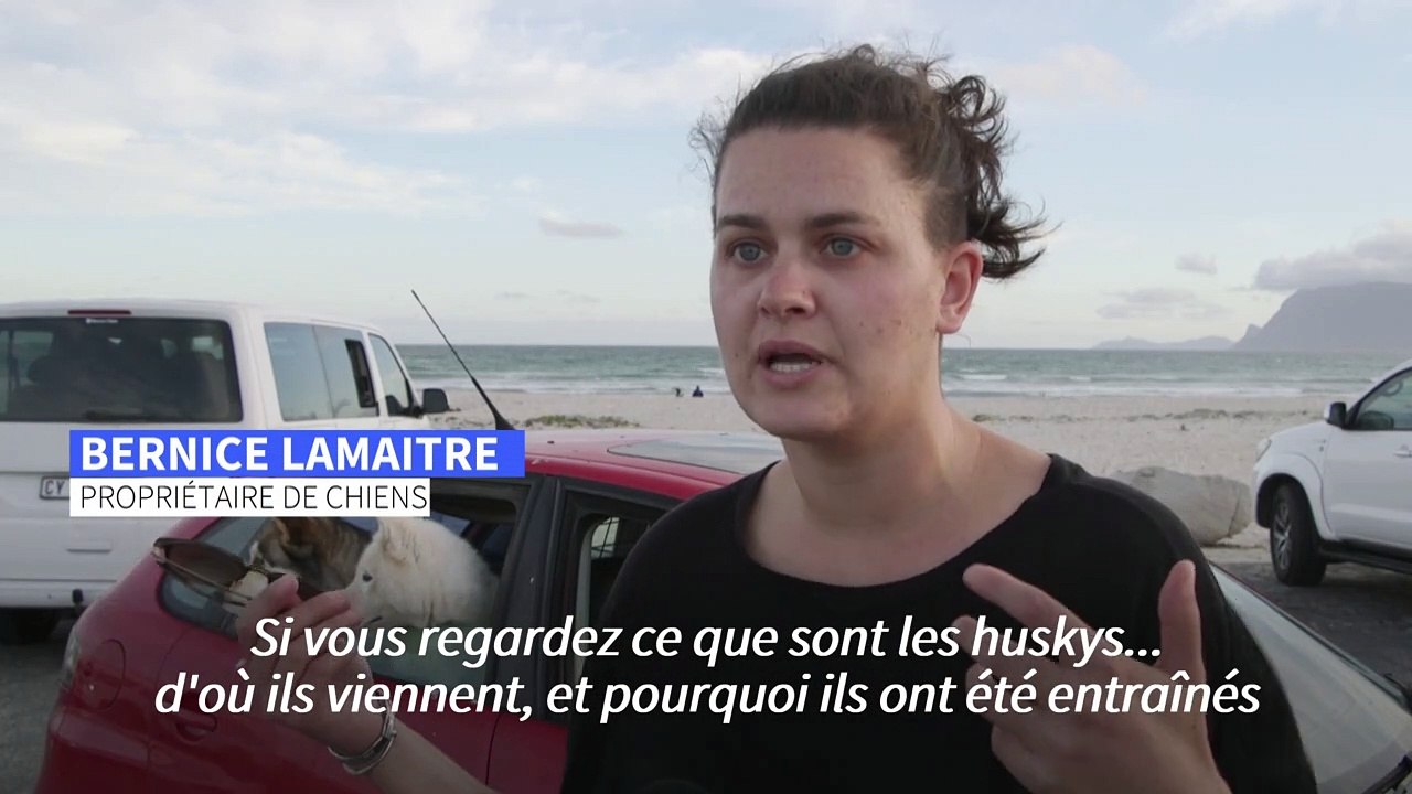 Au Cap, des balades de chiens de traîneaux sur le sable blanc sud-africain