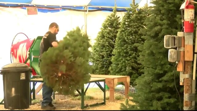 Noticias Laredo 5pm 112417 - Clip- Arbol De Navidad
