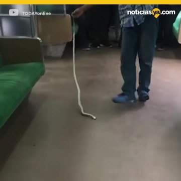 Mata a serpiente con sus propias manos