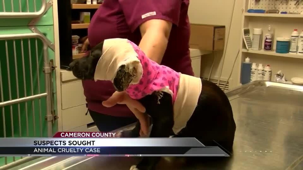 Police Search for Suspect who burned a 2-month-old Puppy