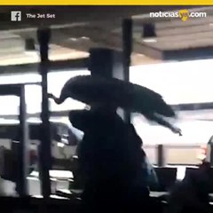 No la dejan viajar con pavo real abordo