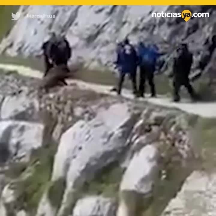 Avientan a jabali al vacio