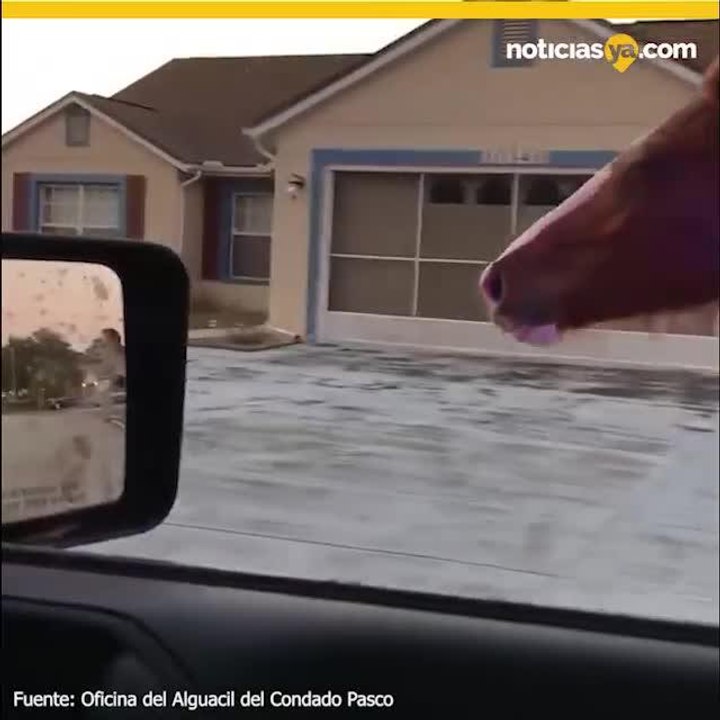 VIDEO: Oficial intent%c3%b3 detener un caballo que se escap%c3%b3 en Florida