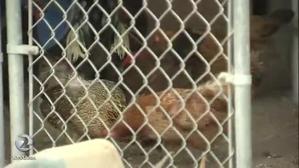 Arsonist on the loose after nine small fires in Santa Rosa - Story  KTVU