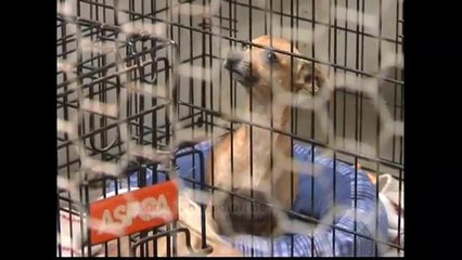 Sobrepoblación en albergue de animales