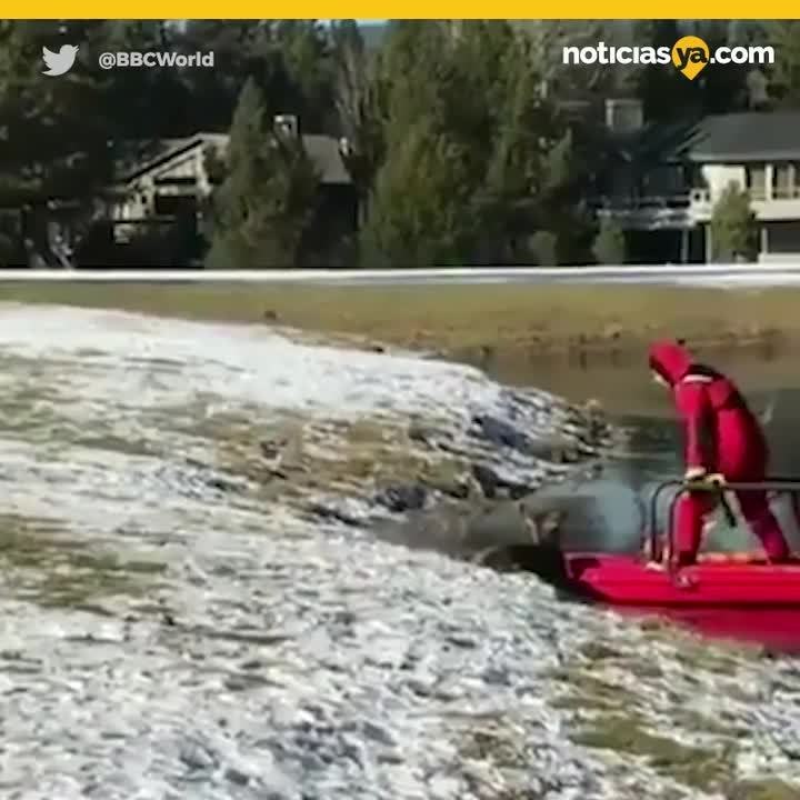 Rescatan a Bambi