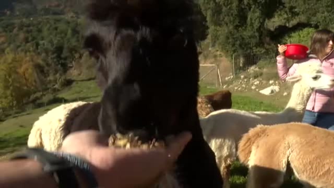 Una ganadera enamorada de las alpacas monta una granja en las montañas de Cercs