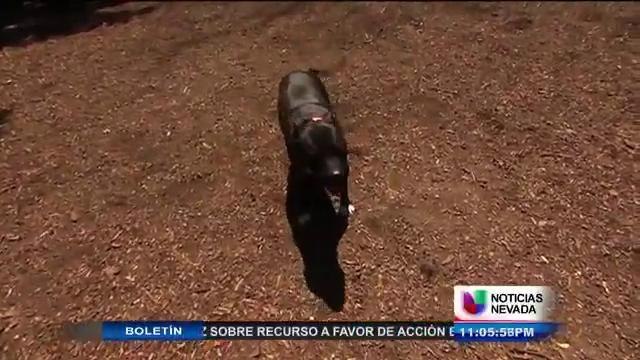 PIT BULLS: ¿PERROS AGRESIVOS O MALOS DUEÑOS?