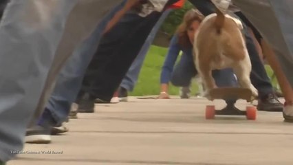 Bulldog peruano rompe récord Guiness de patineta