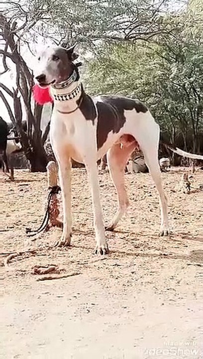 TOP 1 BEAUTIFUL DOG 2021