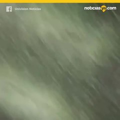 Rata en metro de Nueva York