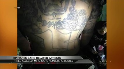 gang arrests