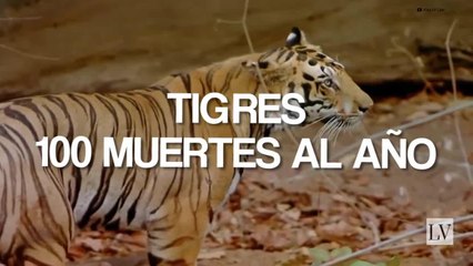 Los animales que más matan humanos