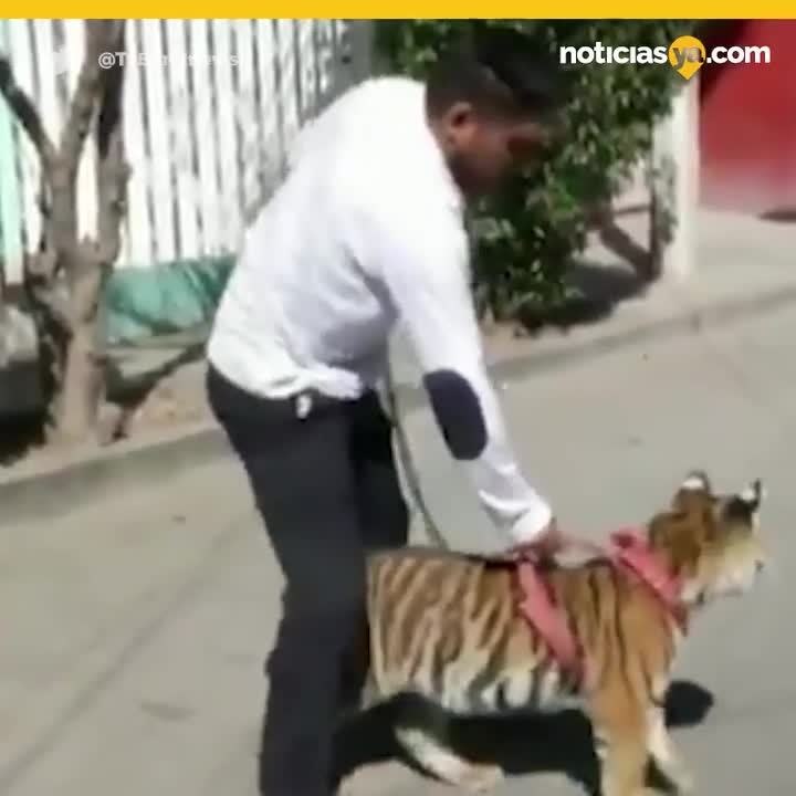 Tigre Mascota Aguascalientes, Mexico