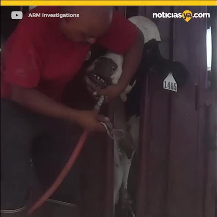 Videos de aparente abuso de vacas en Florida