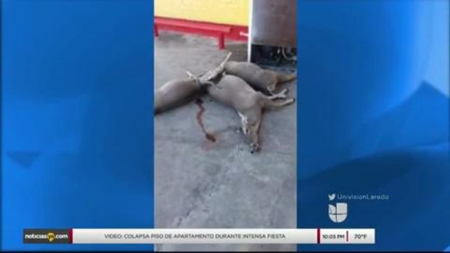 Noticias Laredo 10pm 111317 - Clip - venados