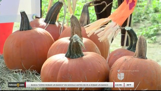 Noticias Laredo 5pm 101317 - Clip Decoracion Calabazas