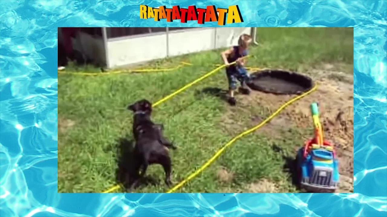 Perros en el agua