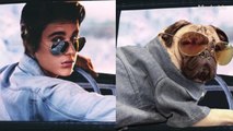 Doug, el tierno pug que imita a Justin Bieber