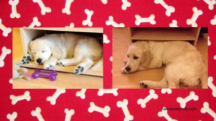 Cachorros en su versión adulta