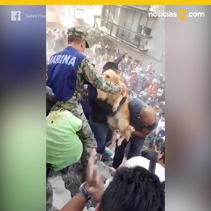 Perro rescatado en sismo