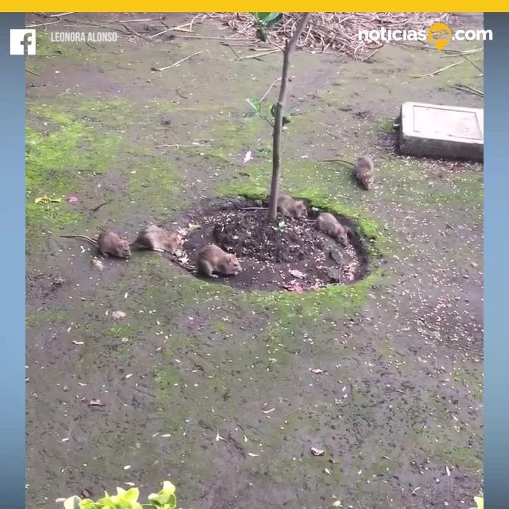 Ratas en coyoacan