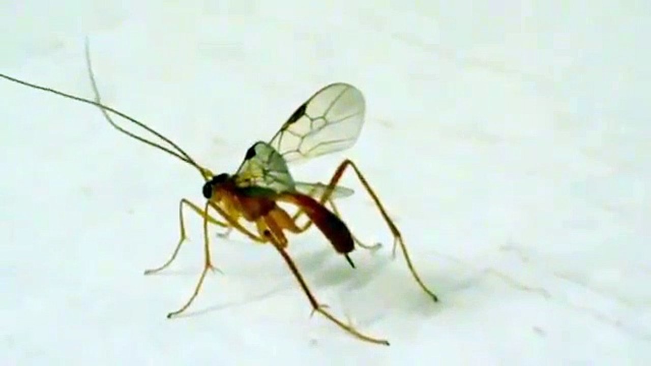 Vespa (Ophion luteus )