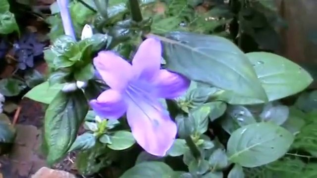 Violeta das Filipinas, Philippine Violet, Violette des Philippines, Violeta de Filipinas (Barleria cristata)