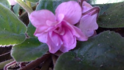 Violeta Africana - African violet , plantas ornamentais (Saintpaulia ionantha)