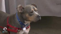 Puppy scams increasingly hitting the Bay Area - Story  KTVU