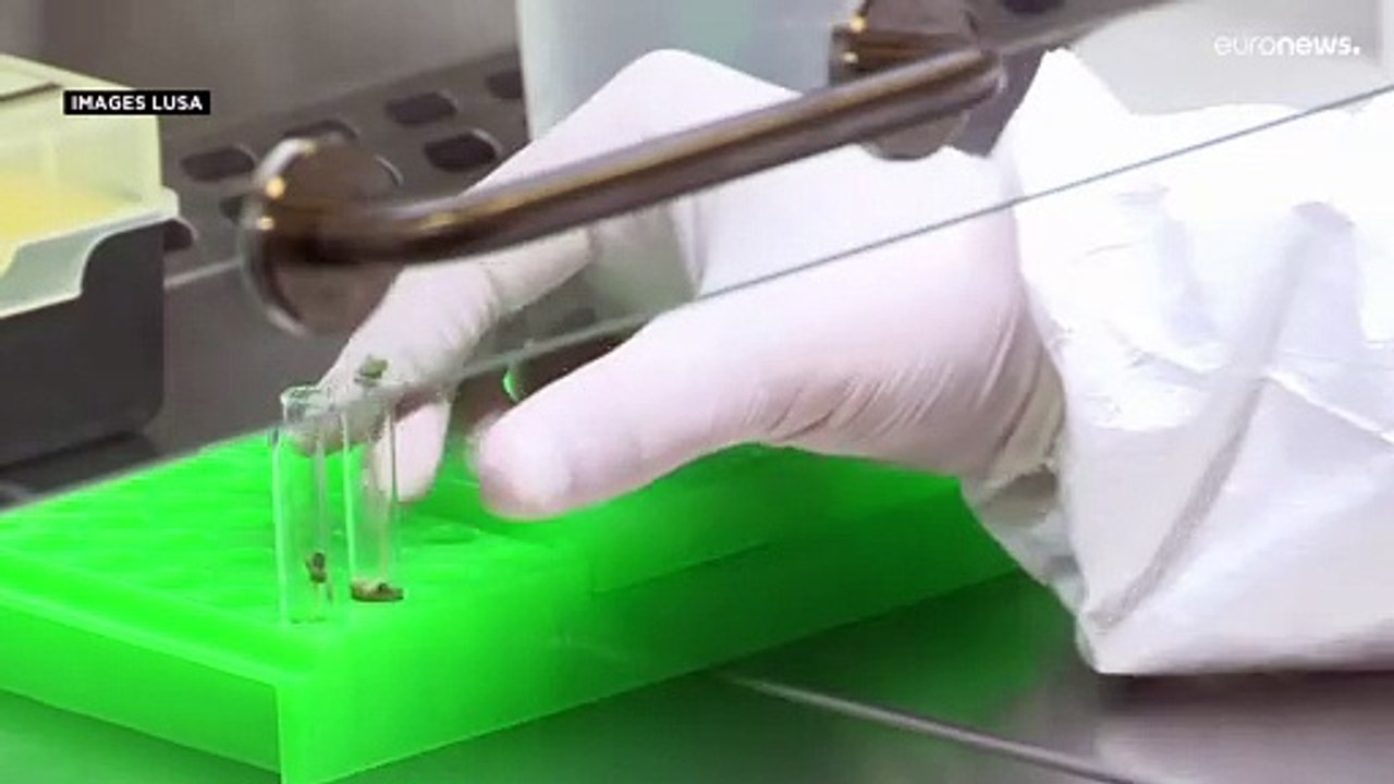 Des chercheurs portugais travaillent sur un vaccin contre le Covid comestible