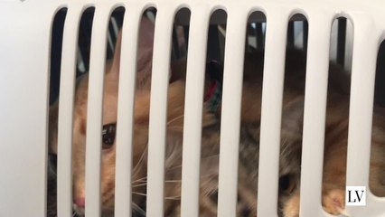 consejos para un viaje feliz con tu mascota