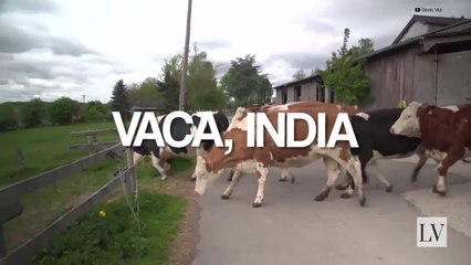 Animales sagrados y las culturas que los adoran