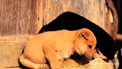 Perros y gatos luchando contra el sueño (1)