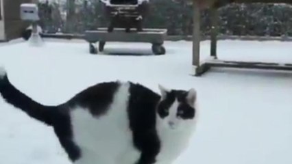 Animales juegan con nieve por primera vez