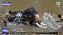 [이슈톡] 인도 살인 코끼리 '무르티'‥23년간 훈련받고 갱생