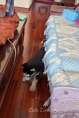 OMG So Cute ♥ Funny Cats and Dogs 2021 _