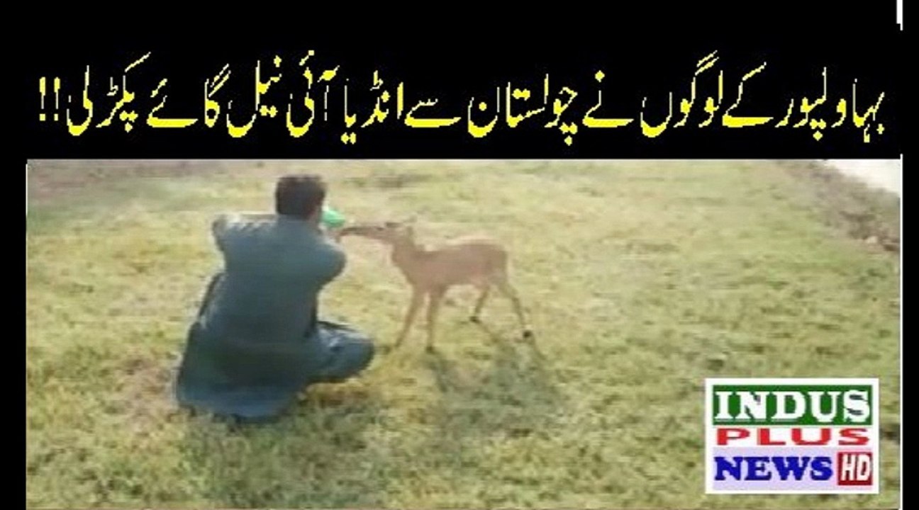 Bahawalpur kay Sehra Mein Indian Neil Gaey kaay Bachay aa gaey | Indus Plus News Tv