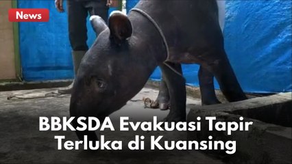 BBKSDA RIAU EVAKUASI TAPIR TERLUKA DI KUANSING !!