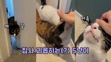 '화장실도 예외 없음' 집사 괴롭히는(?) 5냥이