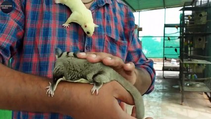 आज ही पाल लो इन बेहद प्यारे जानवरो को! TOP 10 CUTEST EXOTIC ANIMALS YOU CAN OWN