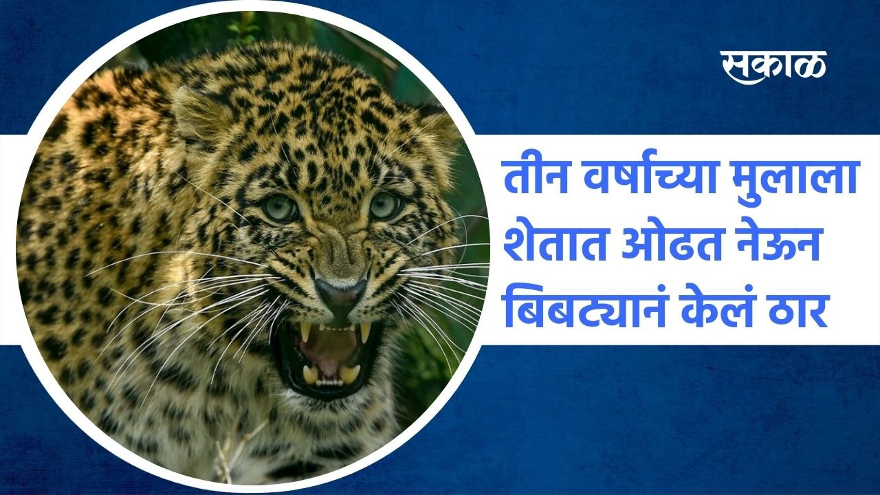 Karhad: तीन वर्षाच्या मुलाला शेतात ओढत नेऊन बिबट्यानं केलं ठार